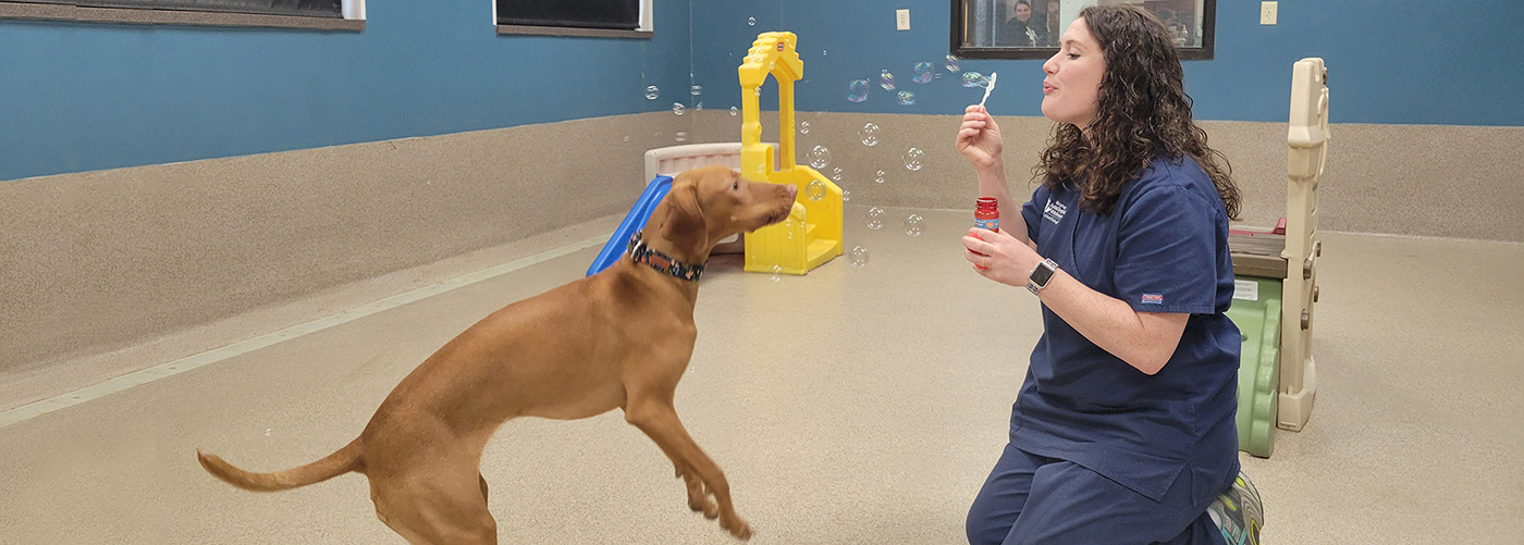 Image of dog playing in dog boarding kennel at Blue Springs Pet Resort