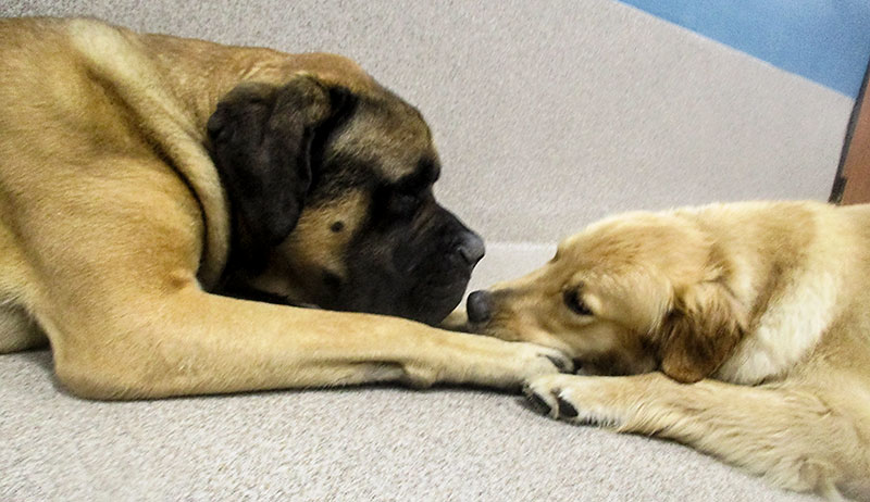 Picture of Blue-Springs-Pet-Resort-Dog-Boarding-Kansas-City