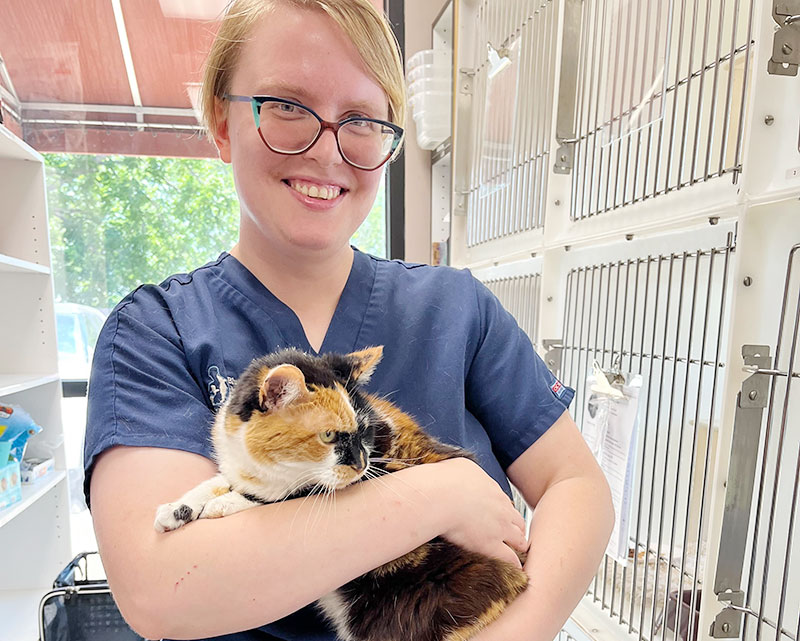 Cat getting love and affection at Blue Springs Pet Resort