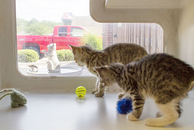 Cat-Boarding-Condo-Blue-Springs-Pet-Resort