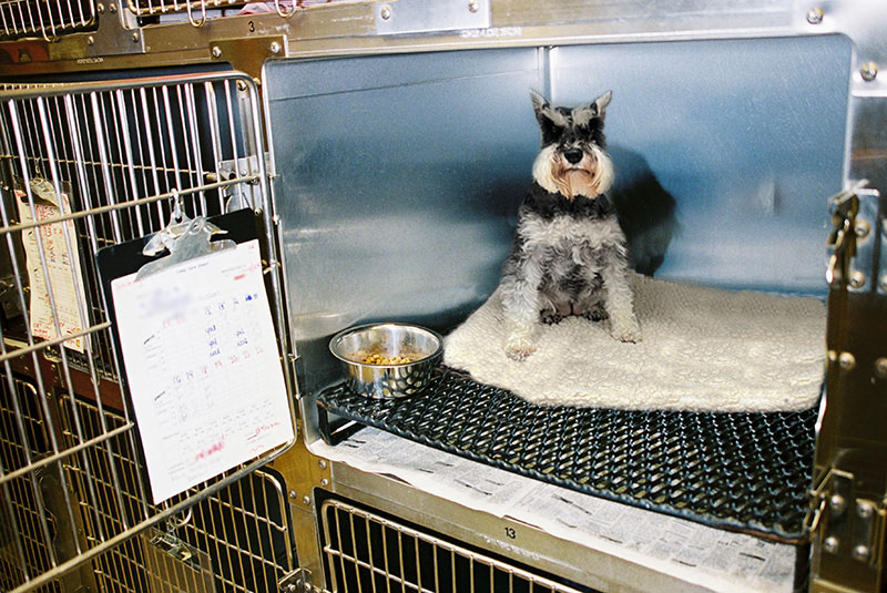 Dog Kennel Bunk at Blue Springs Pet Resort