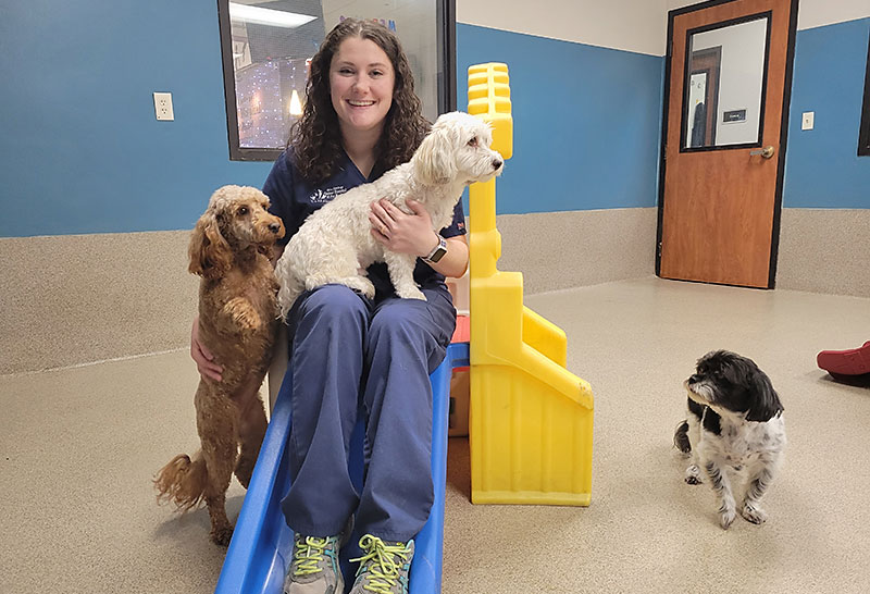 Doggie Daycare Picture Blue Springs Pet Resort Kansas City