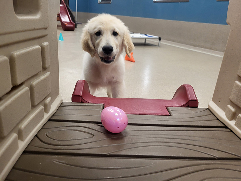 Dog Boarding Easter Egg Hunt at Blue Springs Pet Resort