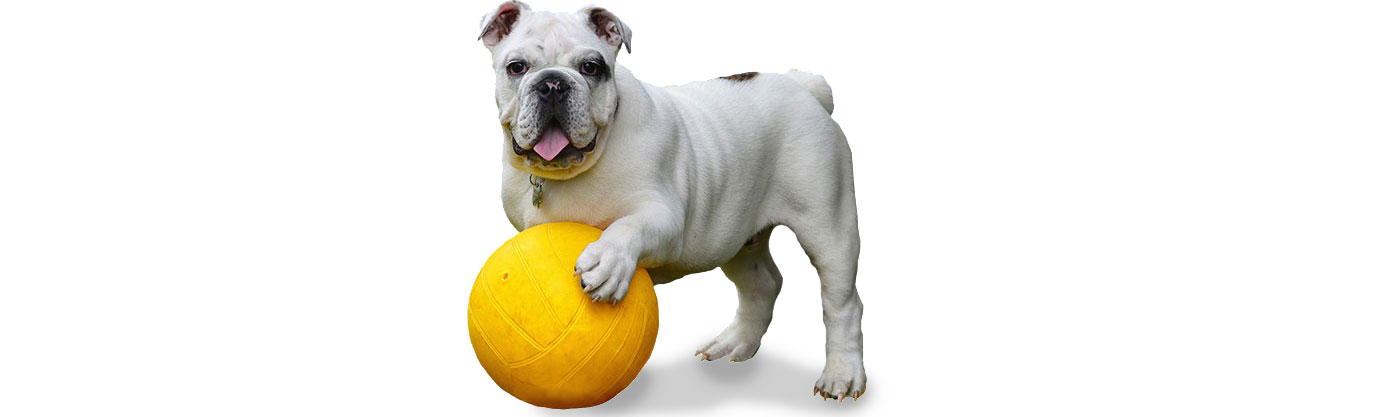 Dog plays ball at Dog and Cat Boarding and Daycare near Kansas City - Blue Springs Animal Hospital and Pet Resort