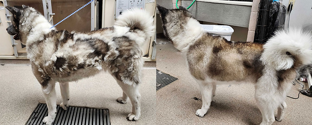 Dog before and after a bath and lo shed treatment at Blue Springs Pet Resort near Kansas City