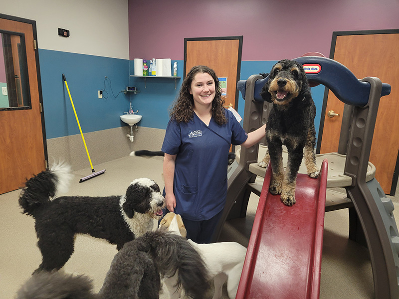 Dogs play on slide in Pampered Pet Playtime at Blue Springs Pet Resort