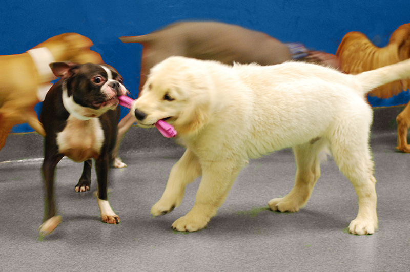 Puppies playing in Pampered Pet Playtime at Blue Springs Pet Resort