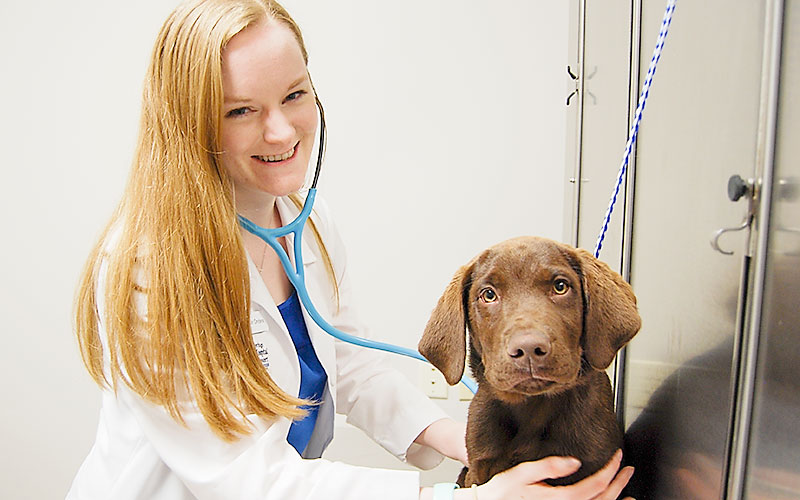 Veterinarian Vaccinates a Puppy in Kansas City at Blue Springs Animal Hospital