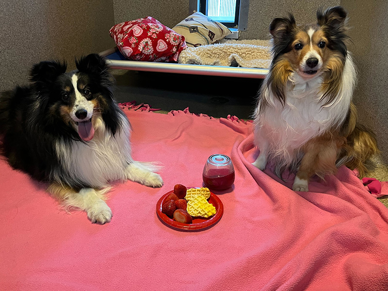 Image of Dog Boarding Valentine's Day Celebration at Blue Springs Pet Resort