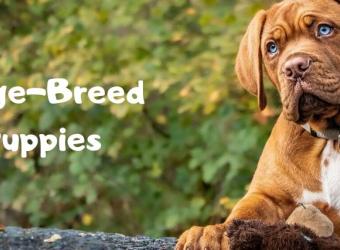 Large-Breed Puppies