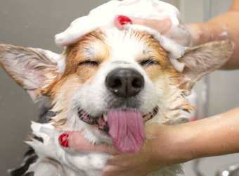 How To Find The Best Groomer